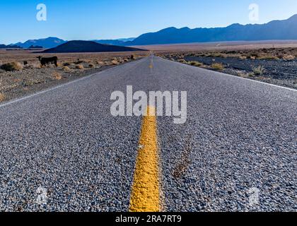 Vista dal centro di una lunga strada rettilinea e vuota nel deserto del Nevada con mucca sul lato della strada e montagne all'orizzonte Foto Stock