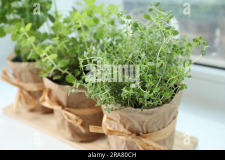 Diverse erbe fresche in vaso sul davanzale all'interno, primo piano Foto Stock