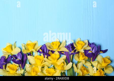 Bellissimi narcisi gialli e fiori di Iris su un tavolo di legno azzurro, giacenza piatta. Spazio per il testo Foto Stock