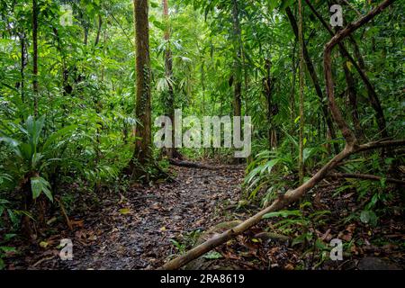 Foresta pluviale primaria della giungla del Parco Nazionale del Corcovado in Costa Rica Foto Stock