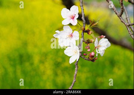 Ramo in fiore di ciliegio isolato su sfondo sfocato di fiori di colza gialli con spazio per la copia. Foto Stock