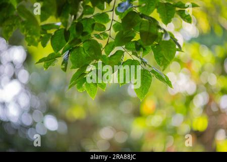 Natura delle foglie verdi nel giardino in estate piante verdi naturali a foglia utilizzate come sfondo di primavera, ecologia o verde carta da parati. Foto Stock