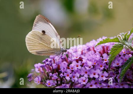 Farfalla bianca grande o cavolo [ Pieris brassicae ] che si nutre di fiori di buddleia Foto Stock