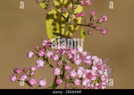 Vespa da vicino Ectemnius, famiglia: Crabronidae sui fiori della spirea giapponese (Spirea Japonica 'Goldflame'). Famiglia delle rose (Rosaceae). Giugno, Paesi Bassi Foto Stock