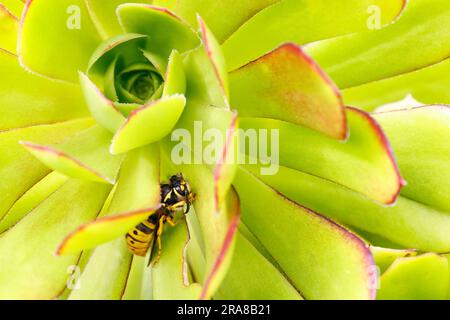 Vespa comune/tedesca (Vespula vulgaris/germanica) che riposa nella pianta di sedum Foto Stock