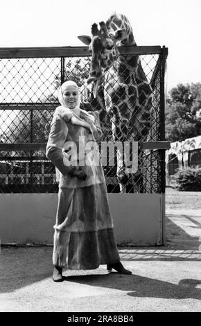 Stati Uniti: 1963. La giraffa ha la sua opinione, ma questo cappotto di pelliccia è in realtà fatto di coniglio francese tinto con macchie chiare e scure. Foto Stock