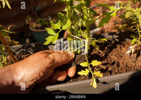 Uomo che taglia foglie morte da una pianta di pomodoro con taglierine da giardino alla luce del sole del mattino presto. Fai crescere il tuo concetto Foto Stock