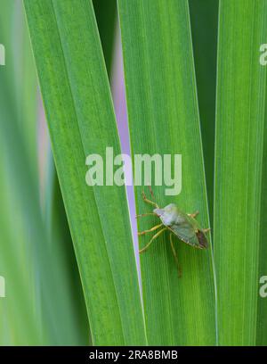 Schermatura verde comune (Palomena prasina) sui gambi dell'iride Foto Stock