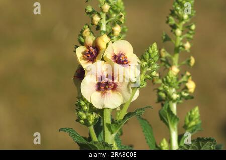 Primi piani di fiori di mullein, Verbascum "Dark Eyes", famiglia Ranunculaceae. Estate, giardino olandese, giugno. Foto Stock