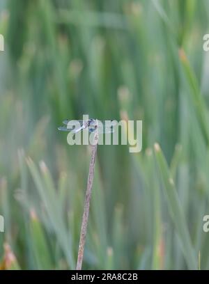 Scarce Chaser Dragonfly [ Libellula fulva ] su gambo di canna nel Somerset, Regno Unito Foto Stock