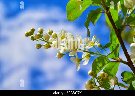 Scopri un'affascinante esposizione di vari fiori, ognuno con forme uniche e colori vivaci, crogiolandoti nel caldo abbraccio della luce del sole all'aperto Foto Stock