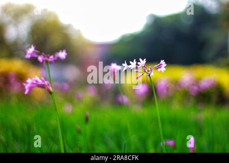 Scopri un'affascinante esposizione di vari fiori, ognuno con forme uniche e colori vivaci, crogiolandoti nel caldo abbraccio della luce del sole all'aperto Foto Stock