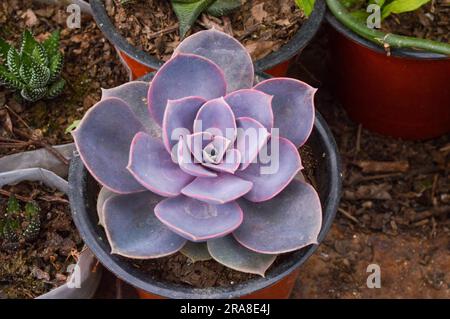 L'Echeveria Lilacina è una succulenta sempreverde con rosette perfettamente simmetriche e piatte Foto Stock