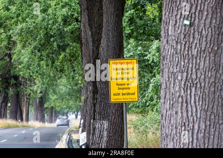 Falena processionaria in quercia, cartello di avvertimento su un albero su un viale vicino a Trebbin nel distretto di Teltow-Flaeming, Brandeburgo, Germania Foto Stock