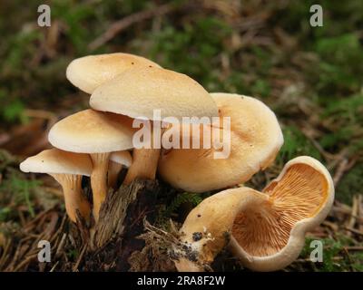 Falso chanterelle (Hygrophoropsis aurantiaca) Foto Stock