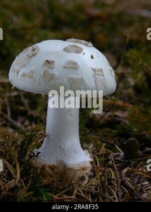 Amanita crinita var. alba, forma bianca a fungo giallo Foto Stock