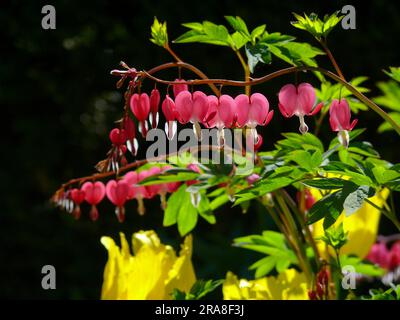 Lacrimazione cardiaca, sanguinamento del cuore (Dicentra), sanguinamento del cuore, falso cuore, battito cardiaco, Cuore volante, cuore rotto, cuore della donna, cuore di Maria, cuore Foto Stock