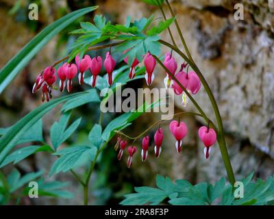 Lacrimazione cardiaca, sanguinamento del cuore (Dicentra), sanguinamento del cuore, falso cuore, battito cardiaco, Cuore volante, cuore rotto, cuore della donna, cuore di Maria, cuore Foto Stock