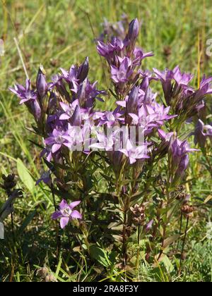 Tedesco chiltern Genzian (Gentianella germanica) Foto Stock