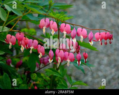 Lacrimazione cardiaca, sanguinamento del cuore (Dicentra), sanguinamento del cuore, falso cuore, battito cardiaco, Cuore volante, cuore rotto, cuore della donna, cuore di Maria, cuore Foto Stock