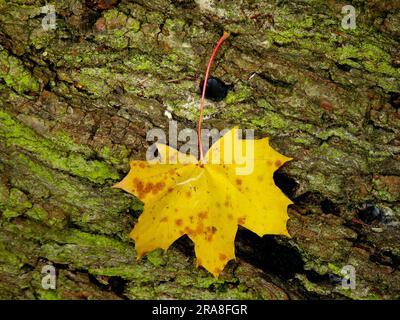 Foglie d'acero in autunno sdraiate sul tronco di quercia Foto Stock