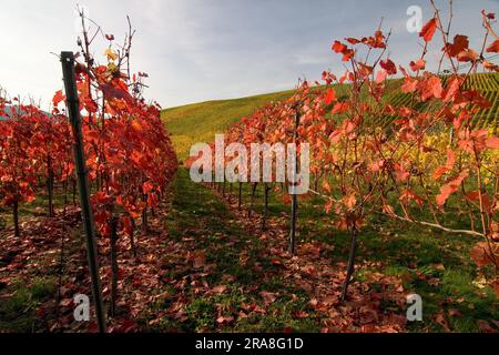 Nel vigneto Foto Stock