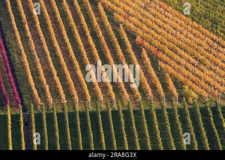 Nel vigneto Foto Stock