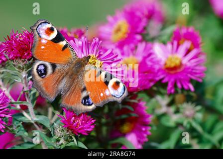 Farfalla Peacock su fiori di aster rosa Foto Stock