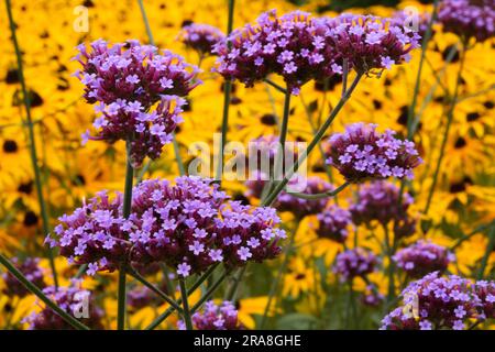 Purpletop vervain (Verbena bonariensis) di fronte al coneflower (Rudbeckia fulgida var. deamii) Foto Stock