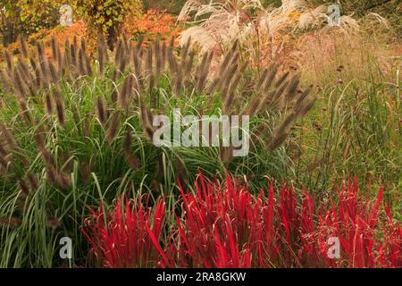 Erba piuma (Pennisetum) e erba di sangue giapponese (Imperata cylindrica 'Barone Rosso') davanti all'erba d'argento (Miscanthus) Foto Stock