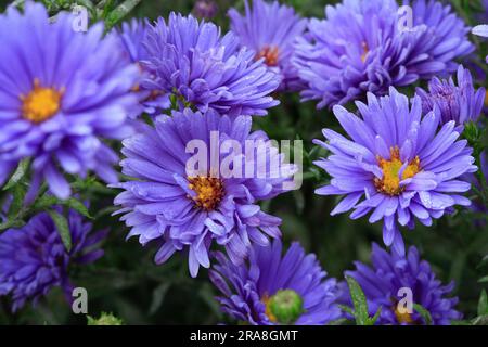 Symphyotrichum novi-belgii "Royal Blue" (sinonimo - Aster novi-belgii "Royal Blue") Foto Stock