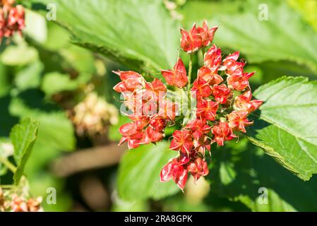 Red (Physocarpus) opulifolius, noto anche come corteccia comune, corteccia orientale, corteccia atlantica, sotto il morbido sole primaverile Foto Stock