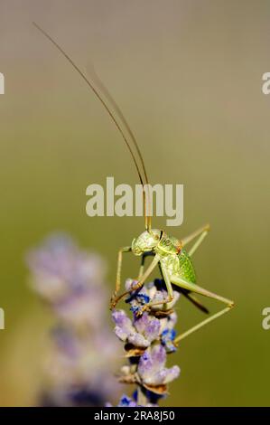 Bush-Cricket con sella, femmina, sulla Lavanda, Provenza, Francia meridionale (Ephippiger ephippiger) (Lavendula angustifolia), Bushcricket con sella Foto Stock