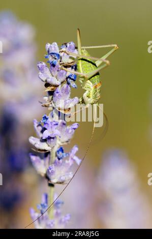 Donna, sulla vera lavanda, Provenza, Francia meridionale (Lavendula angustifolia), cricket con cespugli (Ephippiger ephippiger) Foto Stock