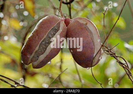 Fiveleaf Akebia, frutti (Akebia quinata), Five Leaf Akebia, Chocolate Vine, Lardizabalaceae Foto Stock