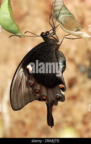 Coda di rondine smeraldo (Papilio palinurus), fresca schiusa, coda di rondine verde, coda di rondine al neon, laterale Foto Stock