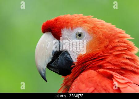 Scarlet Macaw (Ara macao), laterale, profilo Foto Stock