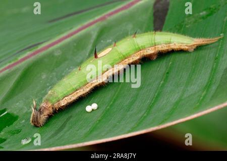 Farfalla di gufo, bruco e uova, banana spessa, gufo pallido (Caligo memnon) Foto Stock