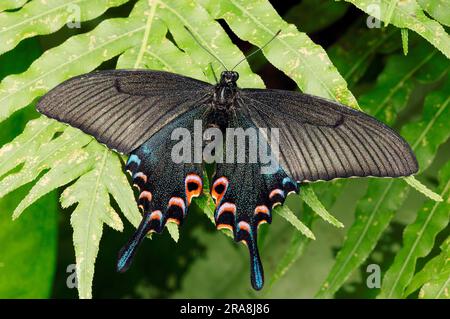 Pavone comune (Papilio polyctor) (Papilio bianor) (Papilio ganesa) (Papilio polyctora) Foto Stock