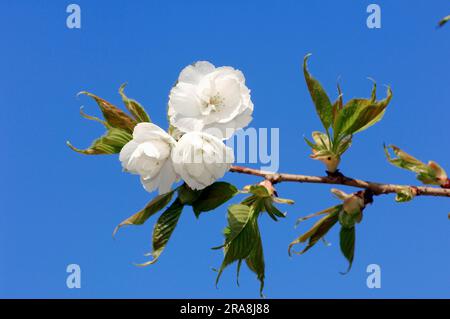 Ciliegia (Prunus avium) "Plena", fioritura Foto Stock