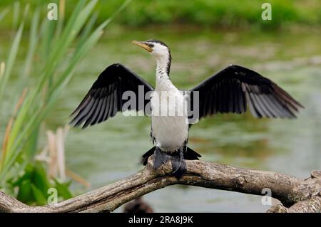 Little Pied Cormorant (Phalacrocorax melanoleucos) (Halietor melanoleucos), ali Foto Stock