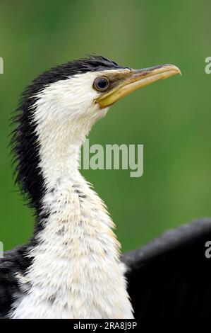 Piccolo cormorano pied (Phalacrocorax melanoleucos) (Halietor melanoleucos) Foto Stock