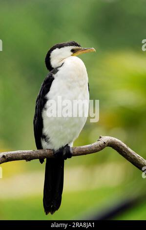 Cormorano riccio (Halietor melanoleucos), piccolo cormorano pied (Phalacrocorax melanoleucos) Foto Stock