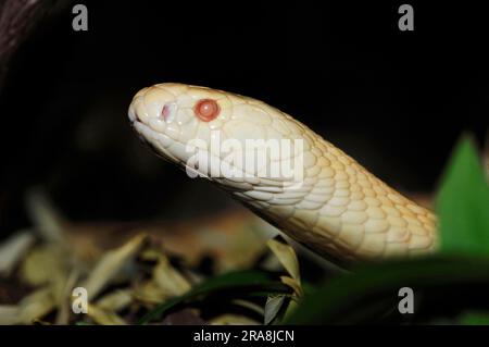 Cobra monoculato con un occhio (Naja kaouthia), Albino, Cobra con occhiali Foto Stock