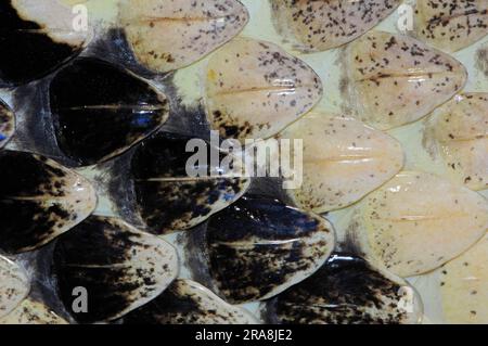 Serpente a sonagli in legno (Crotalus horridus), dettaglio della pelle Foto Stock