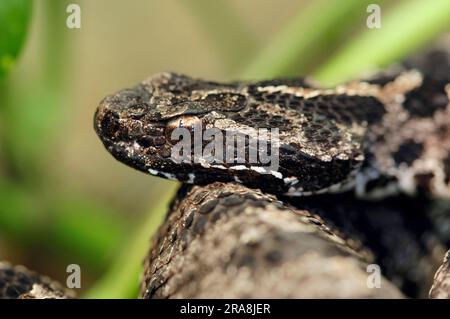 Serpente pigmeo (Sistrurus miliarius barbouri) Foto Stock