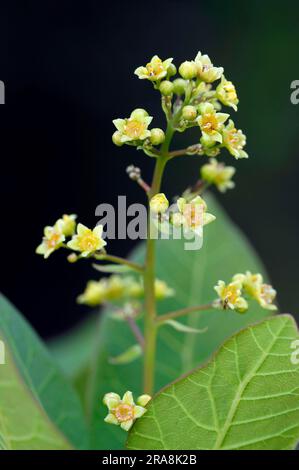 Wig Bush (Cotinus coggygria), Provenza, Francia meridionale, Dyer's Sumac Foto Stock