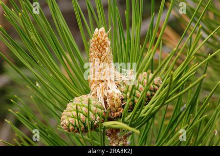Pino nero (Pinus nigra), fiore e cono, Provenza, Francia meridionale, pino austriaco, Corsican Pine Foto Stock