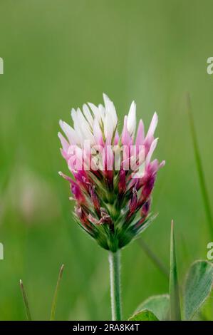 Trifoglio a foglia di freccia, Provenza, Francia meridionale (Trifolium vesiculosum) Foto Stock