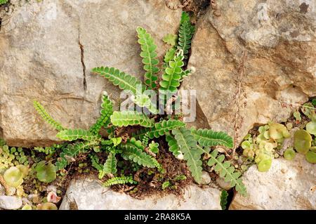 Rustyback (Asplenium ceterach) Fern, Provence, Southern France (Ceterach officinarum) (Asplenium officinarum), Rusty-back Fern, Scaly Spleenwort Foto Stock